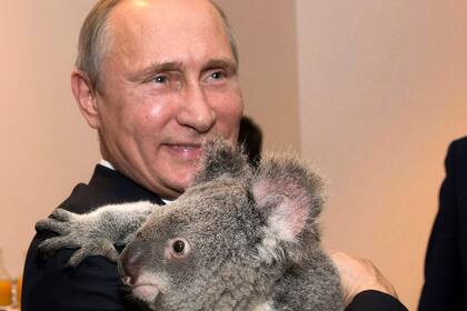 El presidente de Rusia, Vladimir Putin, sostiene un koala antes de la Cumbre de Líderes del G20 en Brisbane