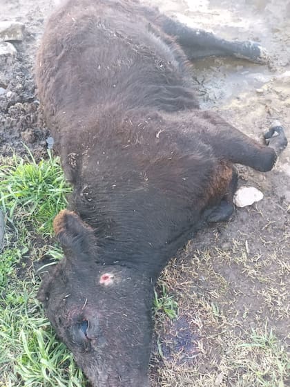Novillo angus baleado en represalia por denuncia hecha por un propietario. Cada animal vale aproximadamente 500 dólares.