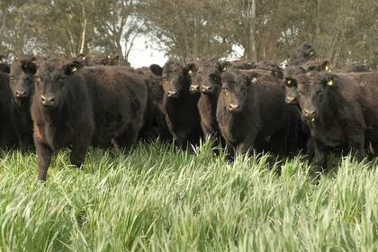 Novillos en avena En agostoseptiembre se
termina el silaje y pasan a las pasturas nuevas