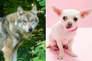 Un estudio reveló que la diversidad de los perros se remonta a la Edad de Piedra: “Cuando ves un chihuahua, estás viendo a un lobo”