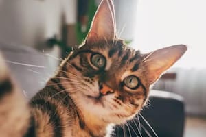 "Nuestros hallazgos ponen de relieve las sorprendentes similitudes entre la demencia felina y la enfermedad de Alzheimer en las personas", señaló uno de los investigadores que realizó el estudio