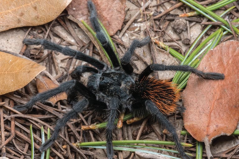 Temporada de arañas en Arizona: así es la nueva especie que apareció en las montañas - LA NACION