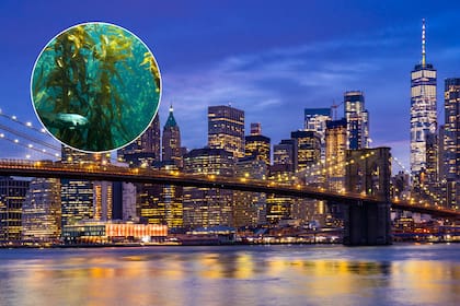 Nueva York en la mira: la retracción de los bosques de kelp dejaría al estado más expuesto a tormentas, con un 30% menos de protección contra la erosión costera.