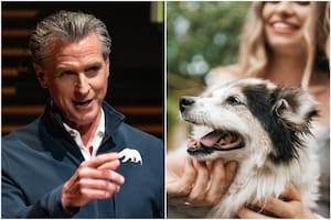 Las nuevas leyes de protección animal de California que empiezan a regir el 1° de enero 2026