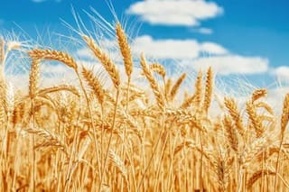 El trigo nuevo y la rentabilidad de los cultivos para el ciclo 2025/26