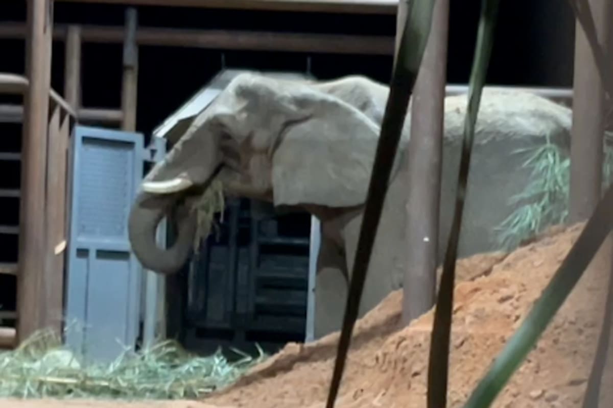 Después de nueve horas. Pupy, la última elefanta del Ecoparque, salió de la caja y disfruta de la libertad en Brasil