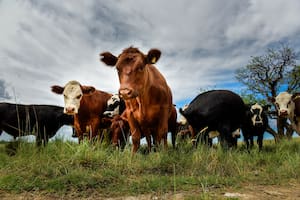 En tiempos de misiones espaciales se alinean los planetas ganaderos
