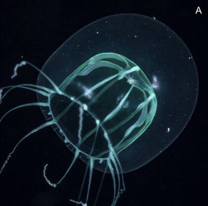 Nuevo hallazgo: Melicertum tropicalis, o medusa de aguas clidas