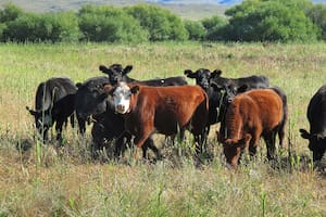 Cepo a la carne: expansión, nunca retracción