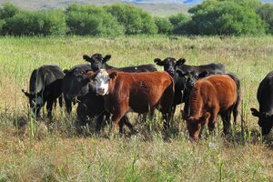 Racional o emocional: cómo seguir con la ganadería ante las restricciones