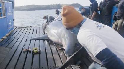 Nukumi, un tiburón blanco apodado "la reina del océano"