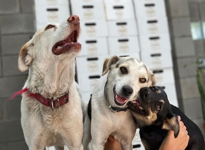 Nunca supieron cómo logró entrar de nuevo a su casa, que había quedado cerrada