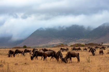 Ñus en el cráter del Ngorongoro, Tanzania