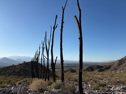 Obra de Mariana Telleria para Arte Bestial
