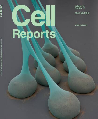 Obra del artista brasileño Ernesto Neto que remite a los terminales axonales, mundialmente conocido por sus instalaciones biomórficas hechas con telas de nylon y arena. El artista, que confesó inspirarse en trabajos de biología, la cedió inmediatamente