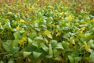 Obreros aceiteros argentinos y empresas, lejos de acuerdo en negociaciones salariales: sindicato