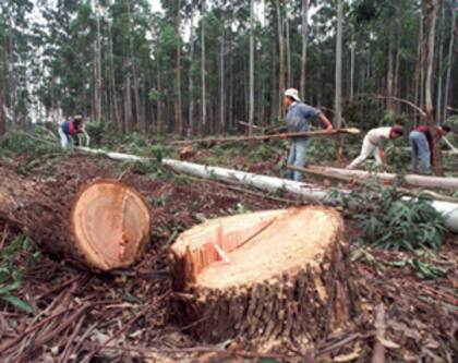 La Ley de Bosques es solo una de las regulaciones que debe controlar el ministerio de Ambiente