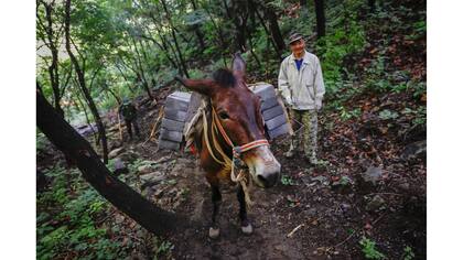 Un hombre camina detrás de una mula que lleva ladrillos por un sendero empinado hacia la sección Jiankou de la Gran Muralla