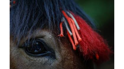 Una mula decorada con borlas rojas lleva ladrillos y otros materiales de construcción por el sendero empinado hacia la sección Jiankou de la Gran Muralla