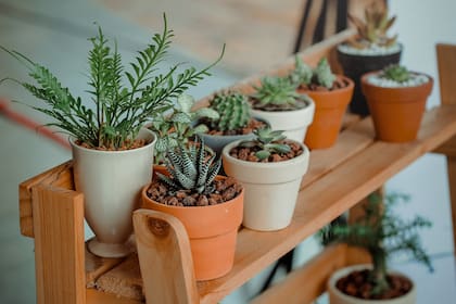 Observar las respuestas de las plantas ante los cambios en las condiciones que les ofrecemos, es vital para aprender a detectar sus necesidades.