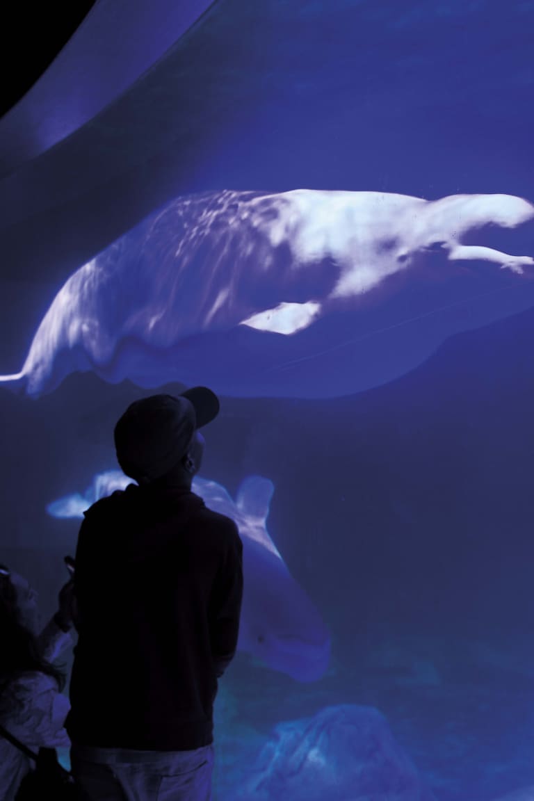 Oceanogràfic, en la Ciudad de las Artes y las Ciencias