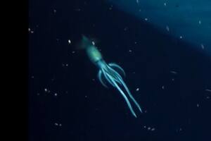 Las asombrosas imágenes del calamar gigante que fue descubierto en un naufragio