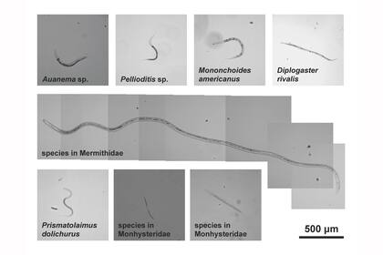 Ocho especies diferentes de nematodos que se encuentran alrededor del Lago Mono, lo que hace que el total de especies animales del lago (no bacterias o algas) llegue hasta 10