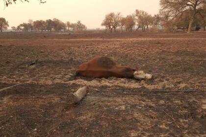 El fuego provocó pérdidas de ganado