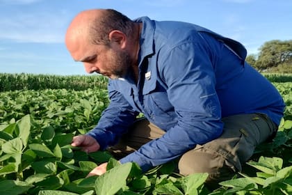 Octavio Caviglia, investigador del Conicet en agricultura