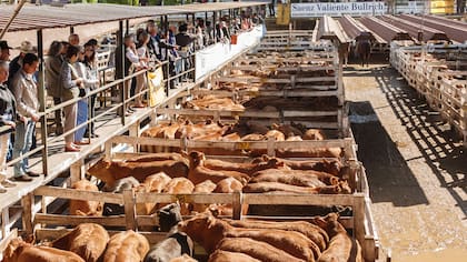 Oferta moderada en el mercado