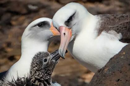 Ofrecer un nuevo hogar al albatros patas negras solo fue posible tras un esfuerzo de ms de dos dcadas para restaurar la Isla Guadalupe
