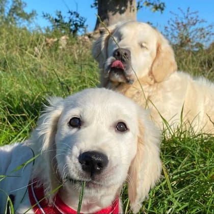 Oko llegó a la vida de Tao para hacer de guía pero también para brindarle su compañía y su amistad