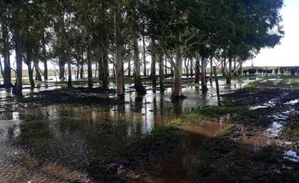 Olavarría tiene aproximadamente 1600 kilómetros y es el partido con más cabezas de ganado de la provincia, alrededor de 740.000