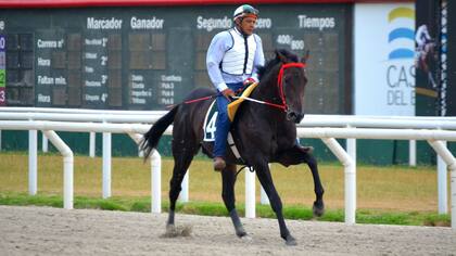Old Bunch se mostró con ímpetu en su galope del viernes por la mañana