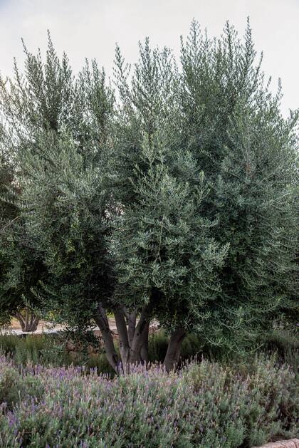 Olea europaea, el olivo, es una especie que caracteriza por excelencia al mediterráneo.