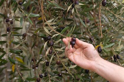 Olivas maduras de la plantación que está junto a la fábrica.