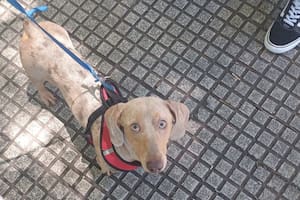 Desesperada búsqueda: a un joven le robaron su perro de la puerta de un supermercado de Belgrano