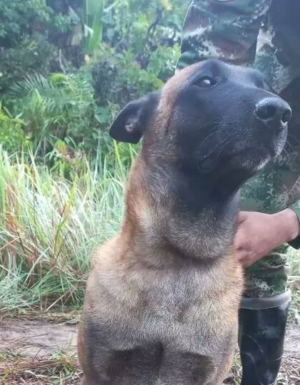 Óliver, un perro rescatista, fue mordido por una serpiente y fue salvado por el Ejército Nacional de Colombia (Foto: Twitter @COL_EJERCITO)