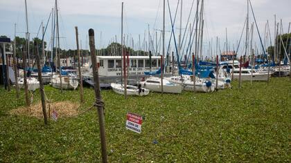OLIVOS. En el Puerto de esta localidad, los barcos quedaron rodeados de verde