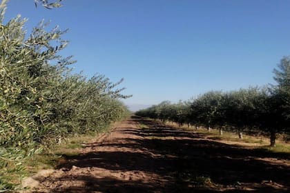 “Este robot está pensado para agricultura intensiva. Entonces, con este sistema, no solo se ataca el árbol y la plaga en forma masiva, sino que puede coordinar un preventivo, un predictivo y un correctivo", dijo