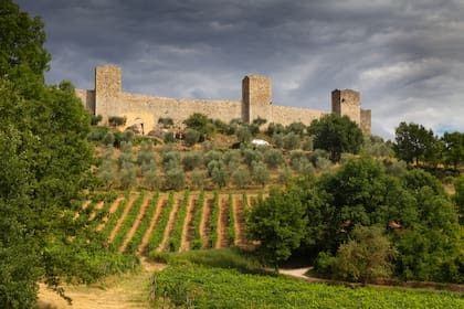 Olivos y vides en la Abadía de Sant’ Antimo.