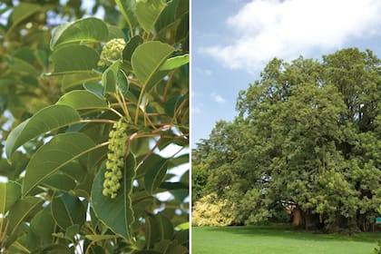 Ombú, un árbol de generosa sombra que es asociado fuertemente a la vida en el campo bonaerense.