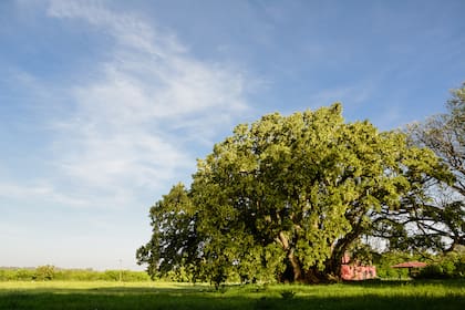 Ombú
La Pampa
