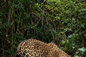 Por primera vez filman a un joven yaguareté en un sendero turístico