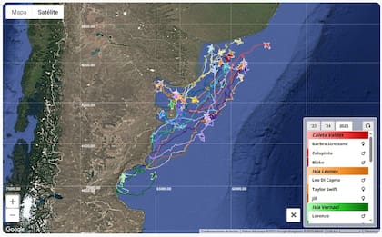 Online, se puede seguir en tiempo real el viaje de los pingüinos desde Chubut hasta Brasil