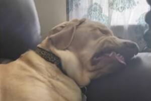 Video: la perrita que se hizo viral en TikTok por las caras que pone al dormir