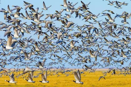 Oostvaardersplassen es un hábitat importante para el ganso entre mayo y junio.