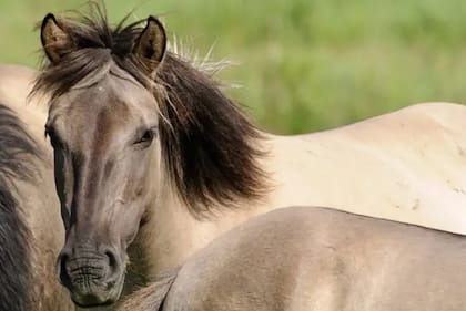 Durante muchos años la política en la reserva de Oostvaardersplassen fue no intervenir nunca.