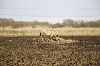 El crecimiento de los animales pastadores llevó a la escasez de alimento y miles de animales hambrientos fueron sacrificados.