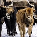 El experimento de la reserva holandesa que pasó de ser un santuario de animales a un campo de muerte